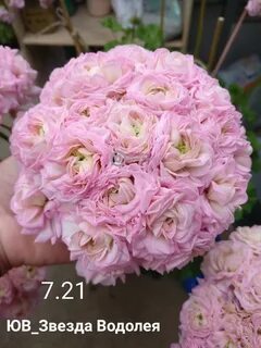 Пеларгония сорт звезда водолея