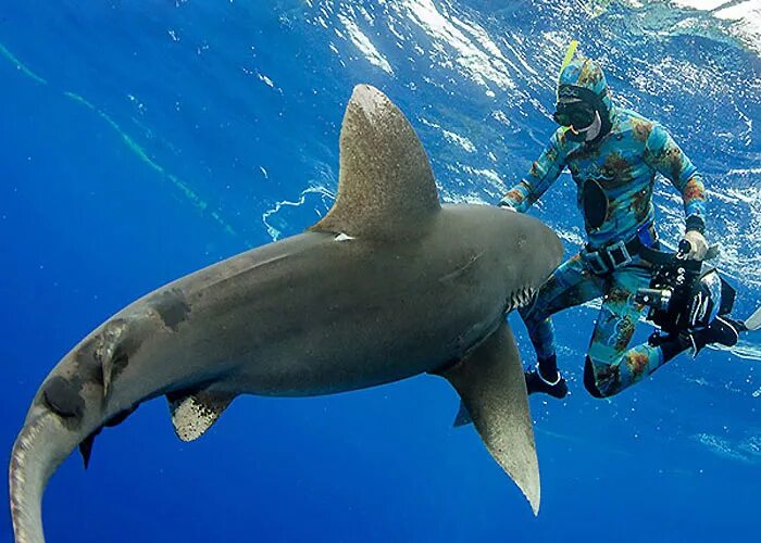 Есть ли в шарме акулы. Акулы в Египте Шарм-Эль-Шейх. Акулий риф Шарм-Эль-Шейх.