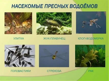 Пресные примеры