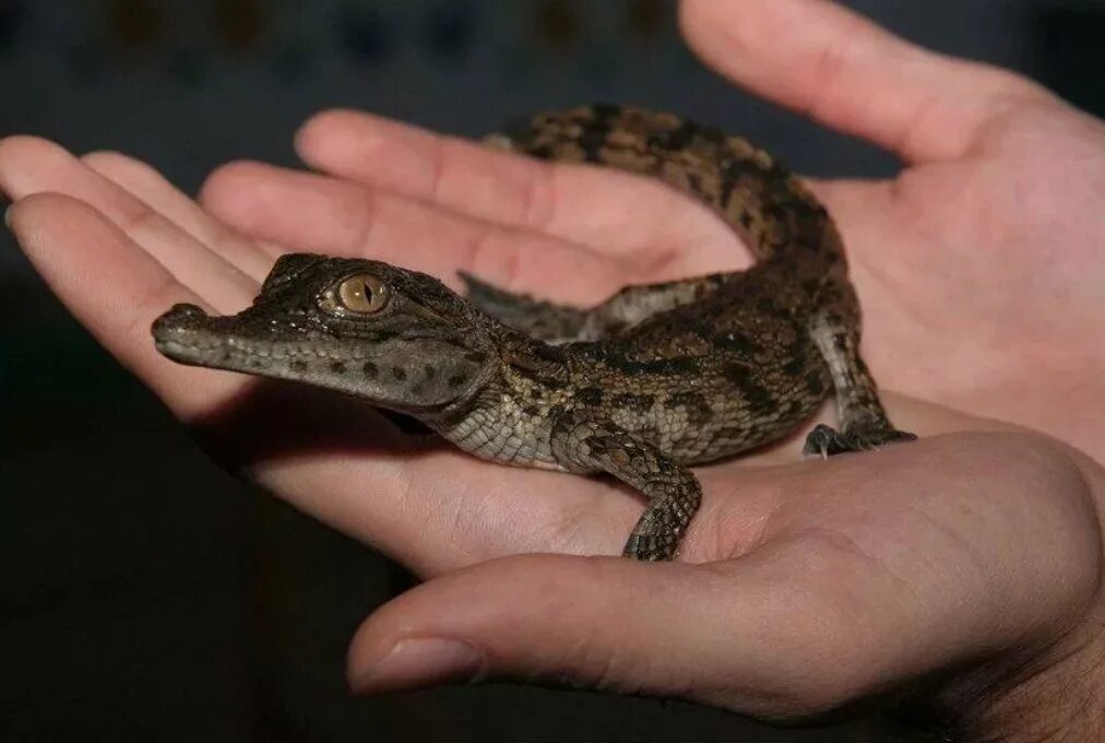 Покажи маленького крокодила. Маленький крокодильчик. Нильский крокодил маленький. Покажи маленького крокодила. Маленький домашний крокодил.