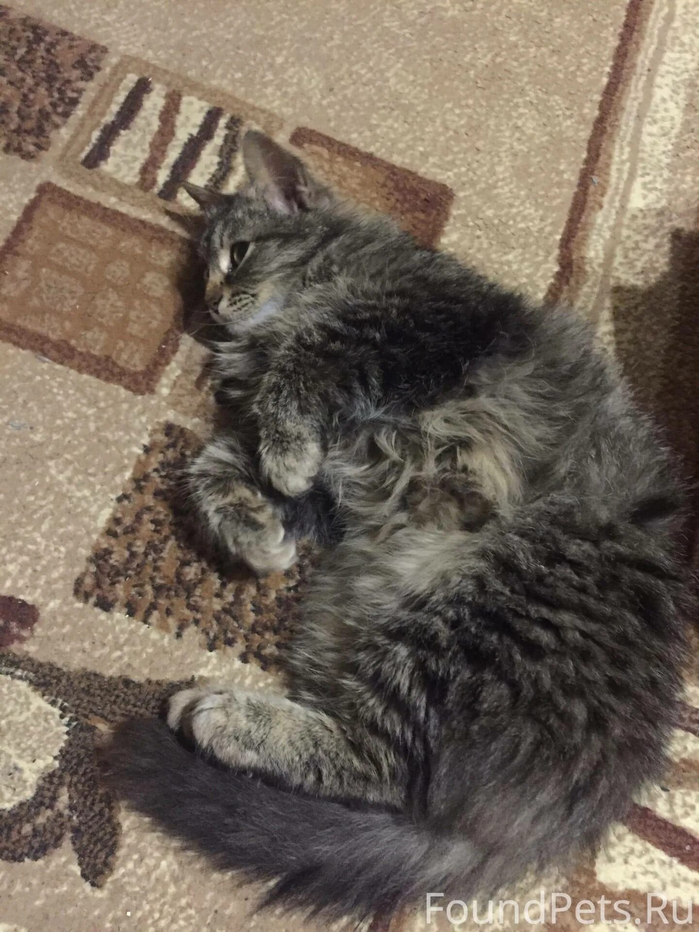 Котенка зовут пушок. Котенка зовут пушок