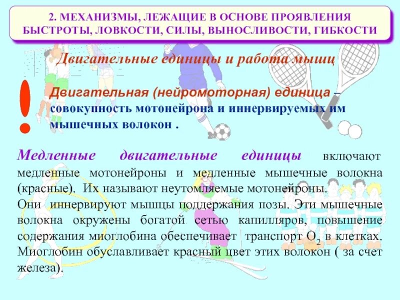 Двигательные качества сила и быстрота. Нейромоторная двигательная единица. мышечные волокна работающие на выносливость. двигательные единицы силы скорости выносливости. двигательные единицы силы.