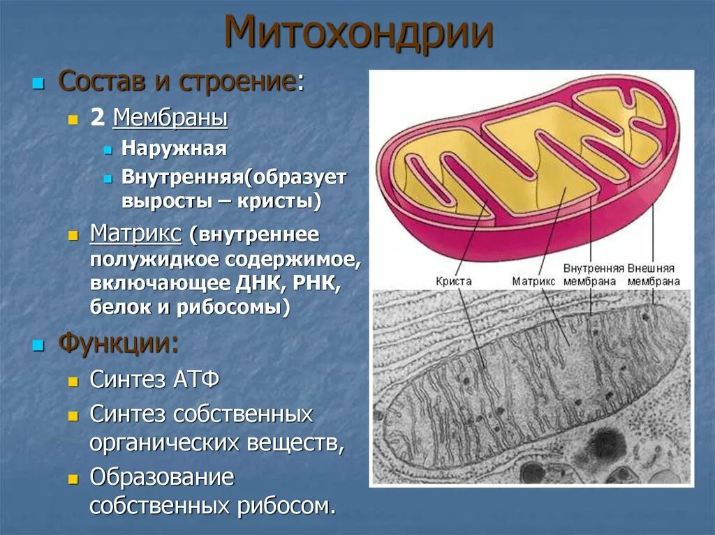 Что такое митохондрии простыми словами у человека. Митохондрии строение и функции рисунок. Состав и строение митохондрии. Митохондрии состав строение и функции. Матрикс митохондрий.