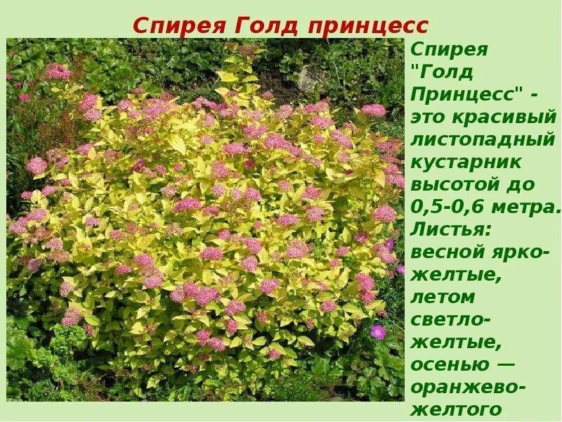 Кустарник фото описание. Черенкование спиреи Голден принцесс. Спирея Голден принцесс размножение. Спирея японская светло зеленая. Спирея желтая Голден принцесс.
