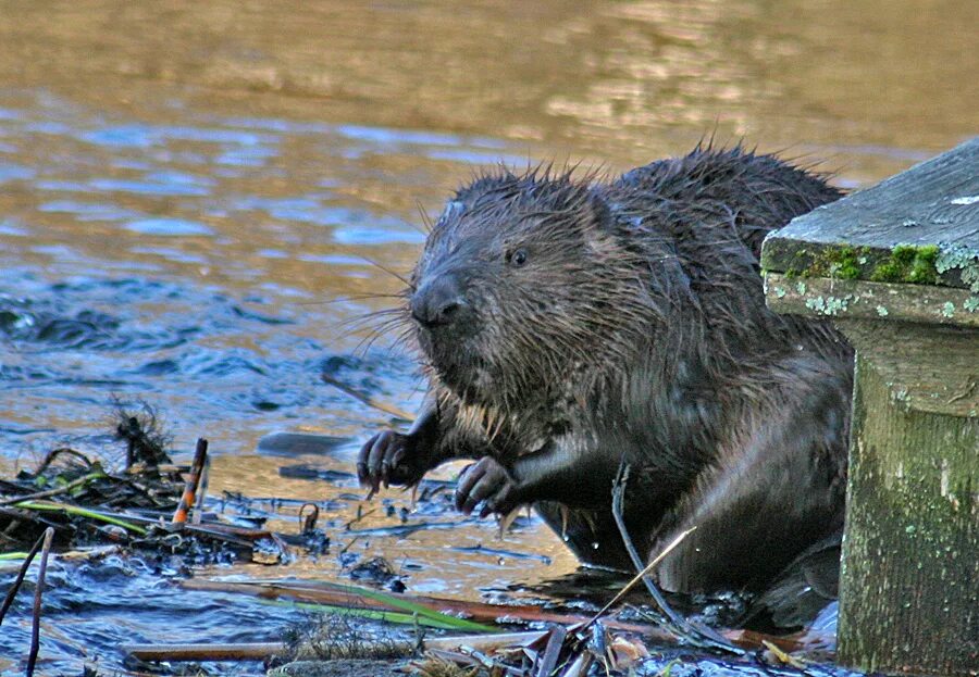канадский бобр (castor canadensis). обыкновенный бобр. покровское-стрешнево парк бобры. бобер нашлись. западносибирский бобр.
