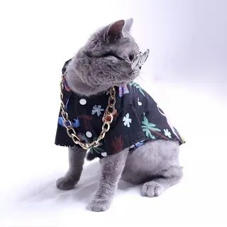 Котики с одеждой