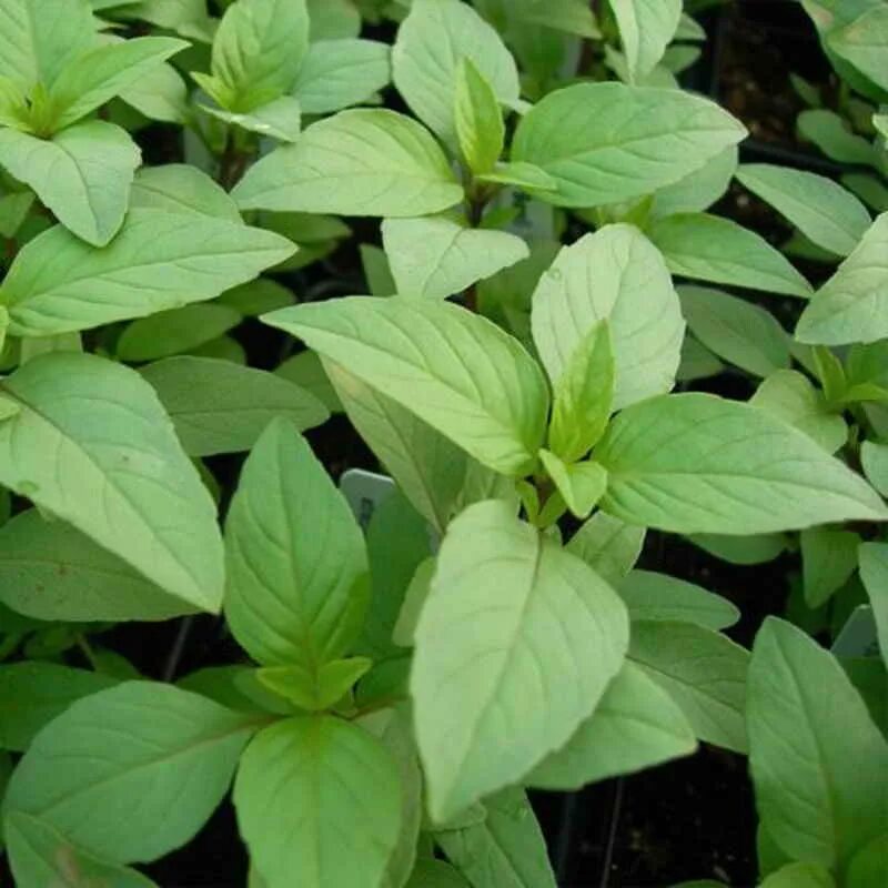 хрен базилик анис. базилик ложковидный. Lime basil базилик. базилик виды. базилик мелколистный.
