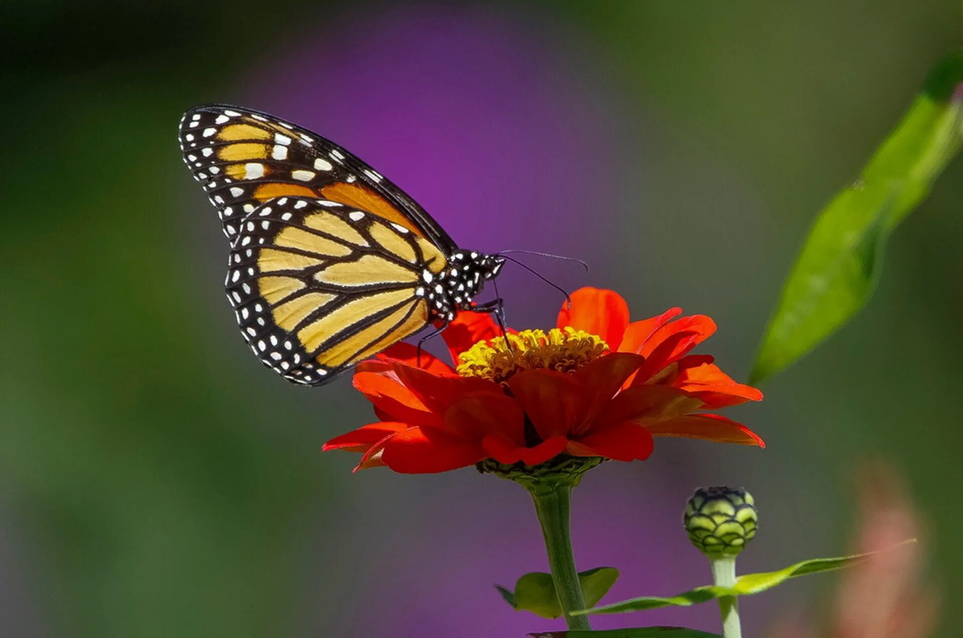Красивые бабочки на цветах. Бабочка на цветке. Красивые бабочки. Бабочки в цветах. Фото на рабочий стол бабочки.