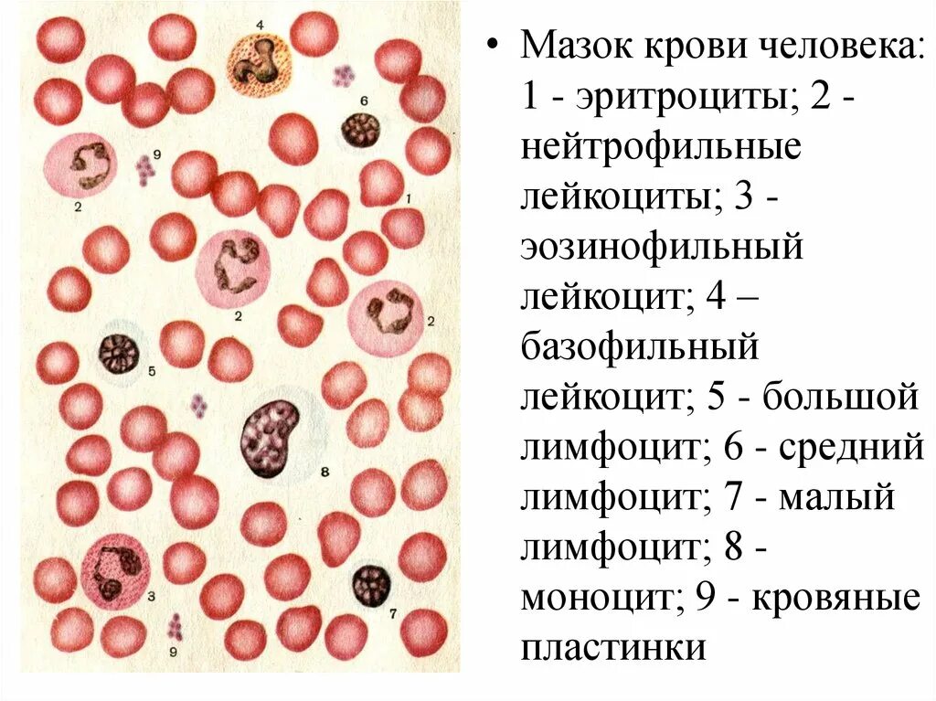 Лейкоциты мазок крови человека гистология. Мазок крови человека и мазок крови лягушки. Форменные элементы крови мазок микроскоп. Кровь человека эритроциты лимфоциты нейтрофилы. Элементы крови с ядрами