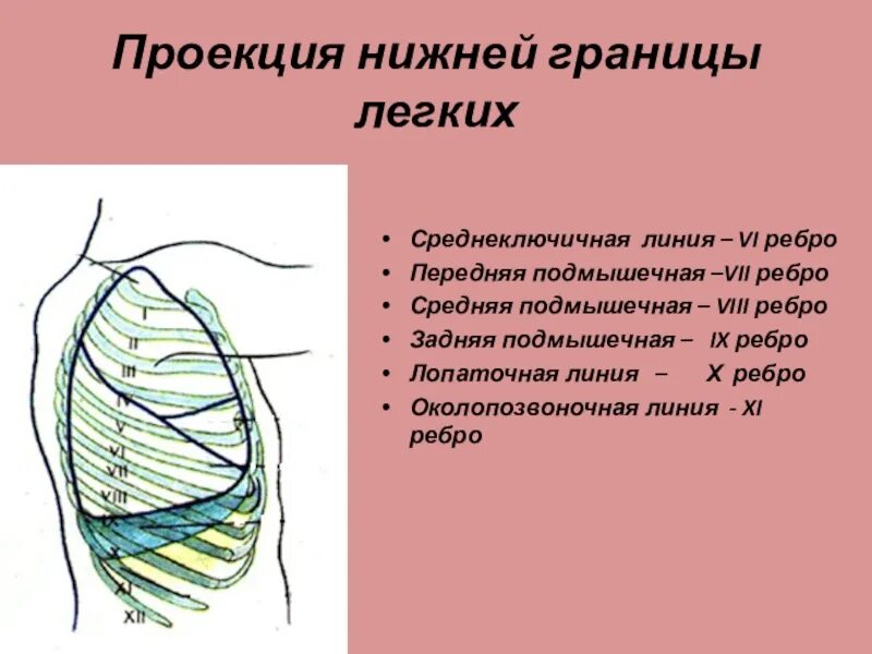 Границы легкого по ребрам. Нижняя граница легкого по среднеключичной линии. Границы легких. Границы лёгких линии. Нижние границы легких.