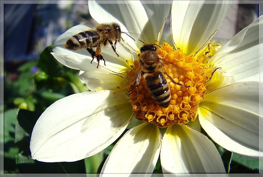 Пчела на цветке. Пчелки на цветах. Пчела на цветочке. Пчела над цветком.