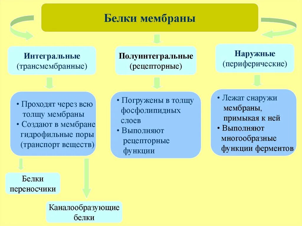 Какие функции выполняют белки мембран. Полуинтегральные белки функции. Функции периферических белков мембраны. Интегральный белок функции в мембране. Периферические мембранные белки функции.