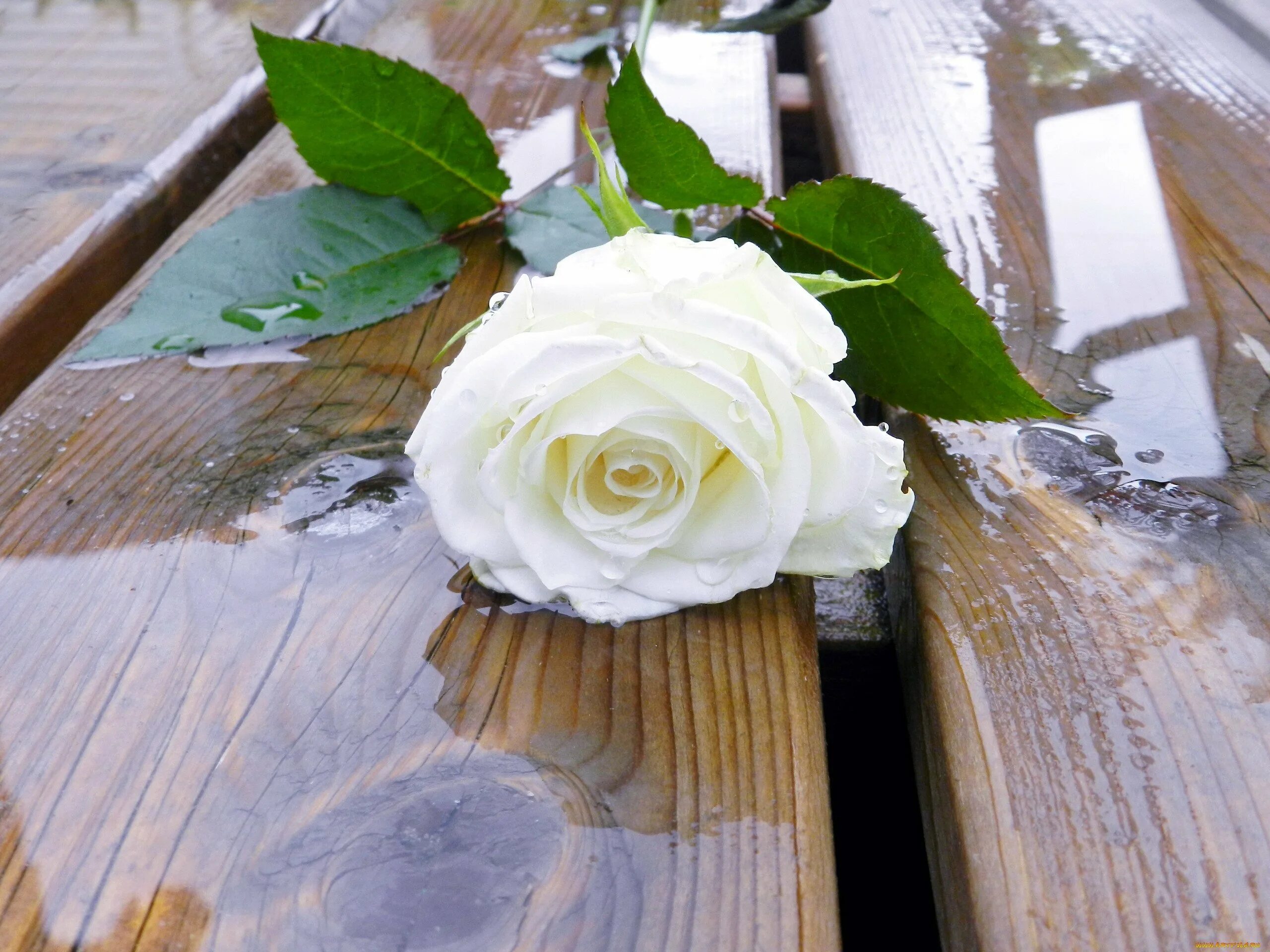 Розы в холодную воду или теплую. Белые розы лежат. Цветы лежат на столе.