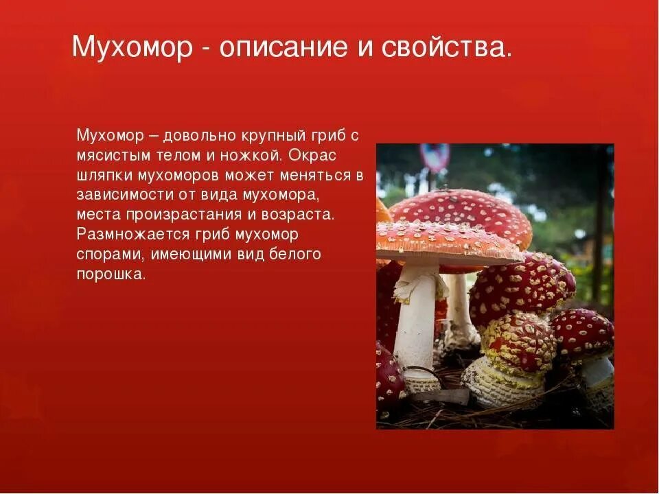 Проект мухомор 3 класс Грибы. Виды грибов презентация онлайн