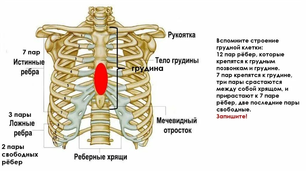 Где находится грудина фото