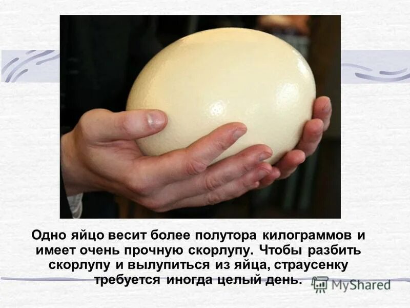 вес куриного яйца. вес куриного яйца 1 категории. сколько грамм в 1 яйце курином. вес 1 яйца куриного с1. один желток весит.