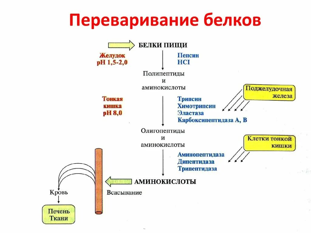 Выработка фермента пепсина наличие ворсинок слизистой оболочки. Схема переваривания и всасывания белков. Схема переваривания белков в ЖКТ. Переваривание белков биохимия схема. Всасывание белков схема.