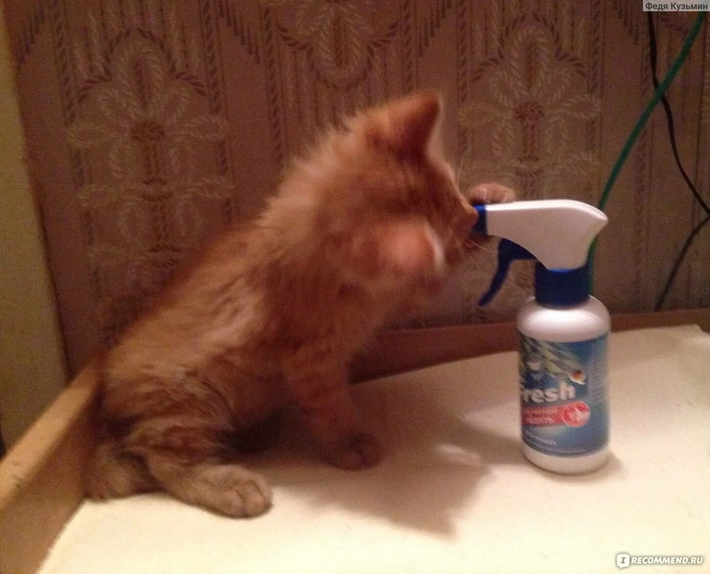 Какой запах не любят коты. Запахи которые отпугивают котов. запахи, которые отгоняют котов. запахи которые не любят кошки. запах чего не любят кошки.