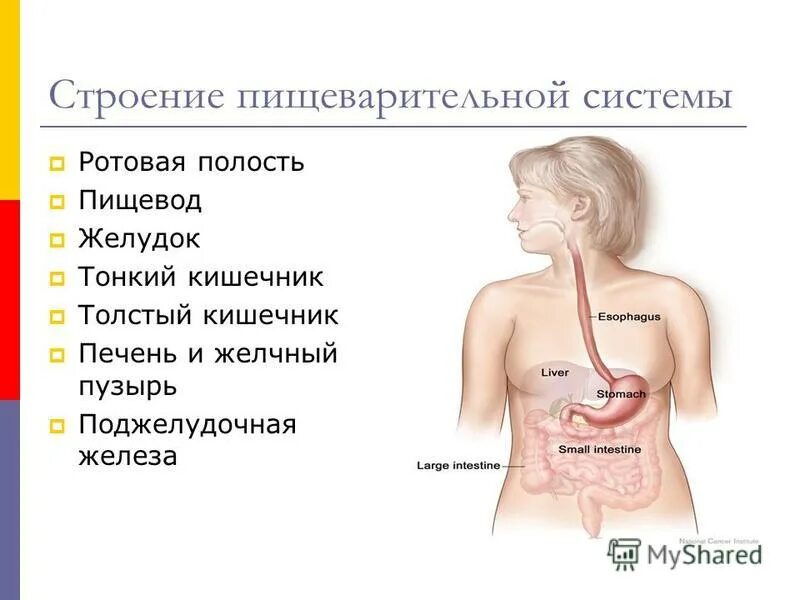 Боли в пищеводе причины