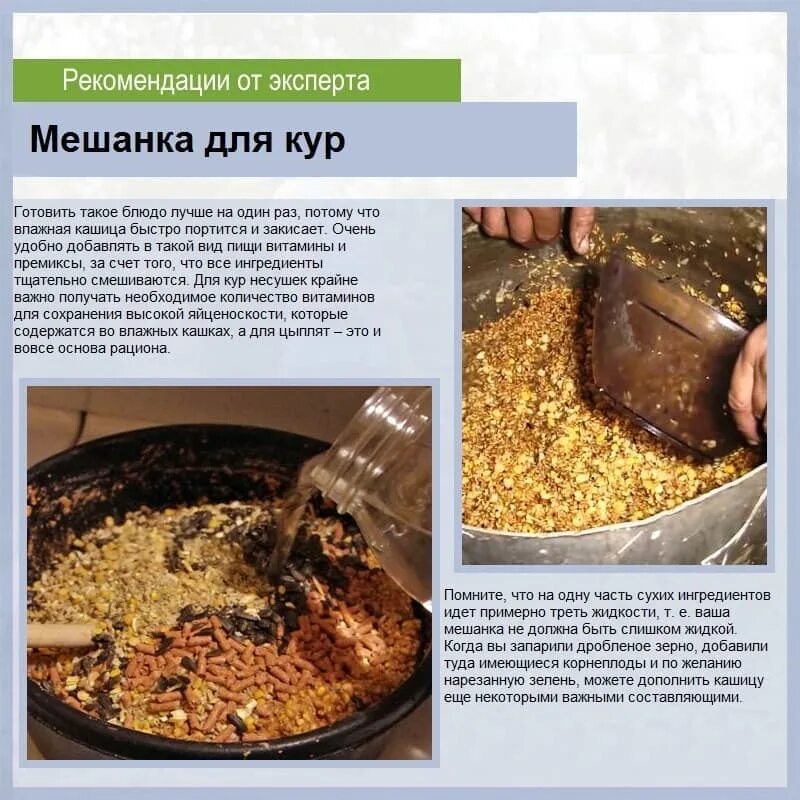 Что можно есть курам. Приготовления мешанки для кур. Мешанка для кур несушек. Рацион мешанки для кур. Влажная мешанка для кур несушек.