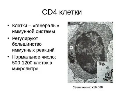 4 клетки