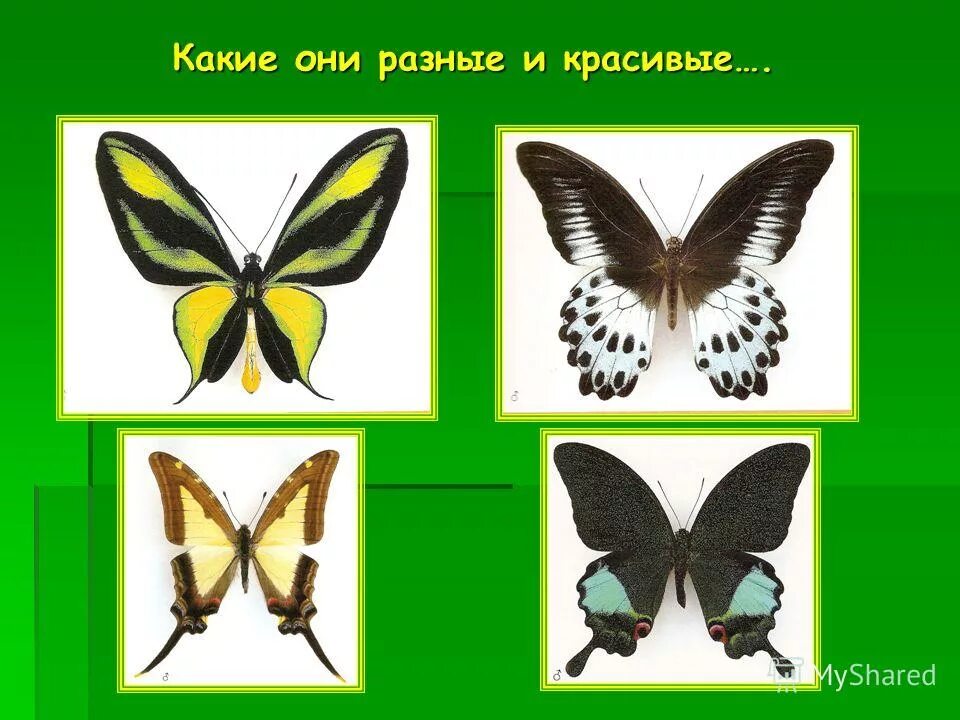 Чешуекрылые бабочки представители. Какое превращение у чешуекрылых. Какое превращение у чешуекрылых. Отряд чешуекрылые представители список. Какое превращение у чешуекрылых.