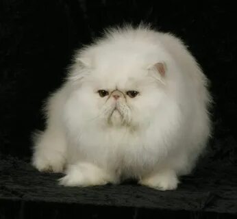 Images of Adult Teacup Persian Cat - #golfclub