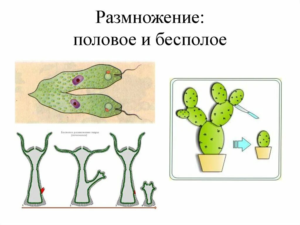 Выбери примеры бесполого размножения. Бесполое размножение. Половое и бесполое размножение. Размножение живых организмов. Размножение картинки.