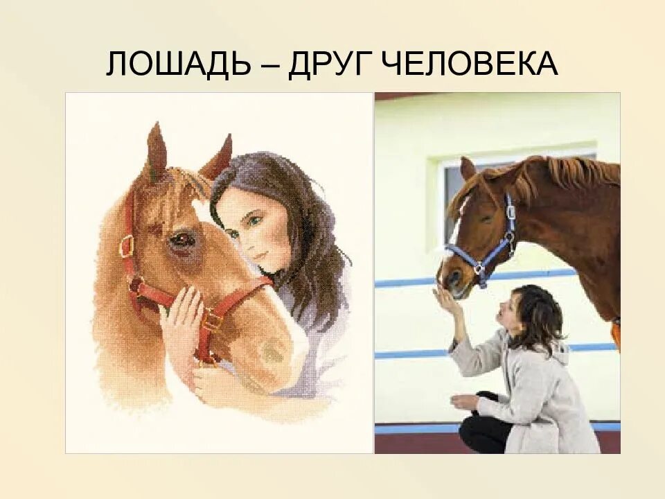 Значение лошадка