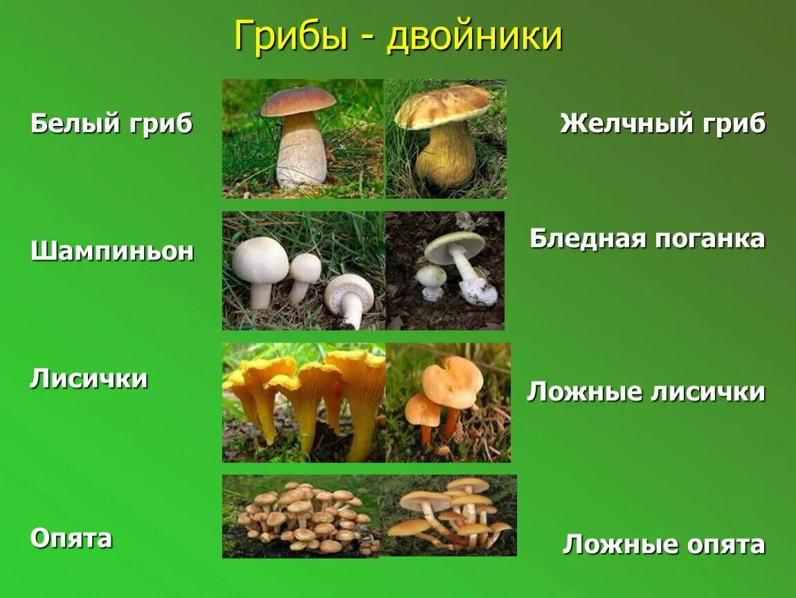 Двойник белого гриба. Опасные двойники съедобных грибов. грибы двойники съедобные и опасный двойник опенок летний. грибы двойники белый гриб опенок летний. грибы двойники белый опенок летний опенок.