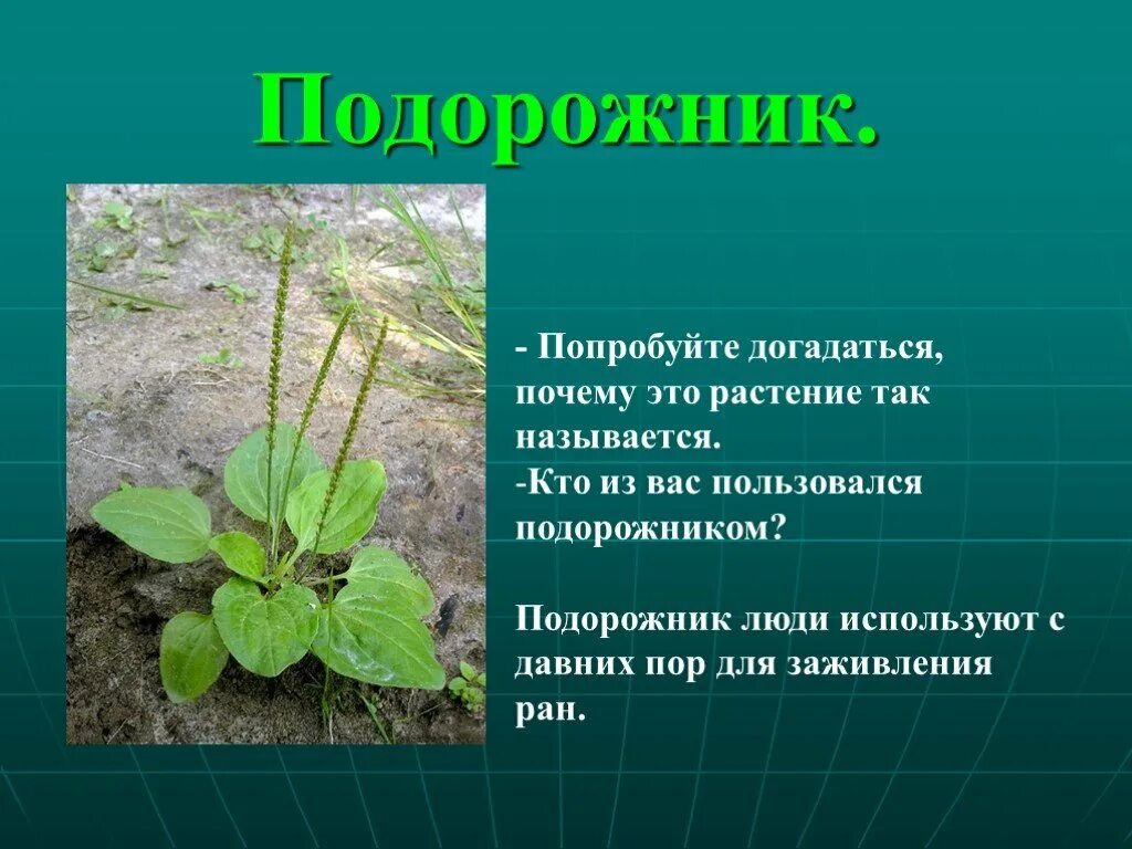 Подорожник так назван. Подорожник название. Почему называется подорожник. Почему растение называют подорожник. Почему растение подорожник так названо.