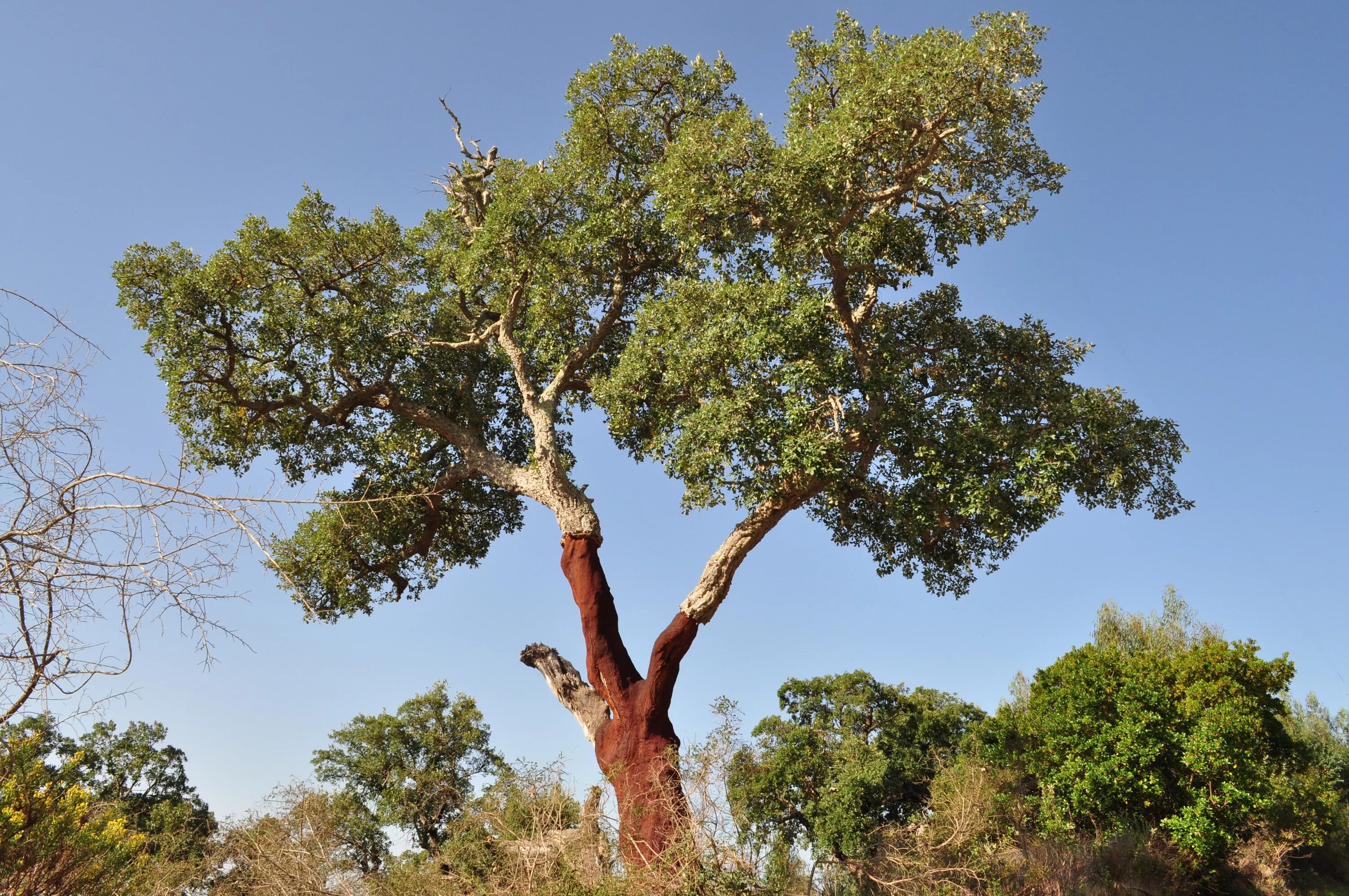 Пробковый дуб в Алжире. Кебрачо. Кебрачо дерево. Культовые деревья
