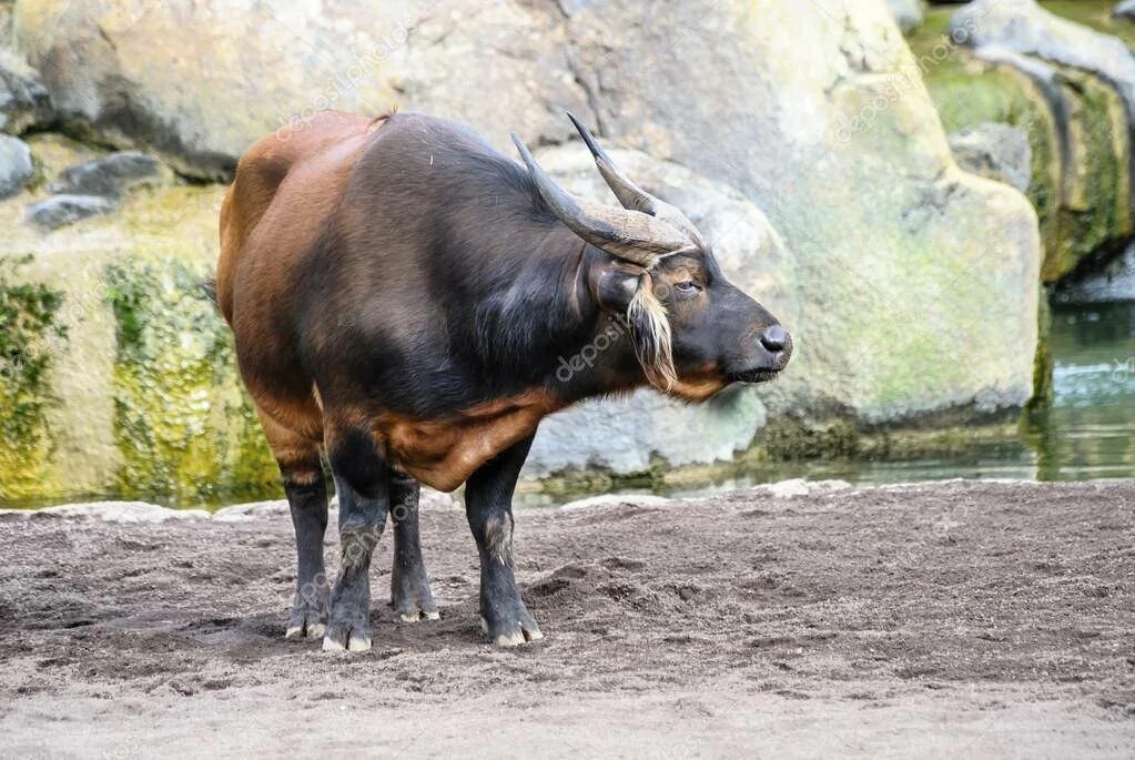 Карлик среди буйволов 4. Карликовый Лесной буйвол. Аноа буйвол. Карликовый буйвол аноа. Африканский Лесной буйвол.