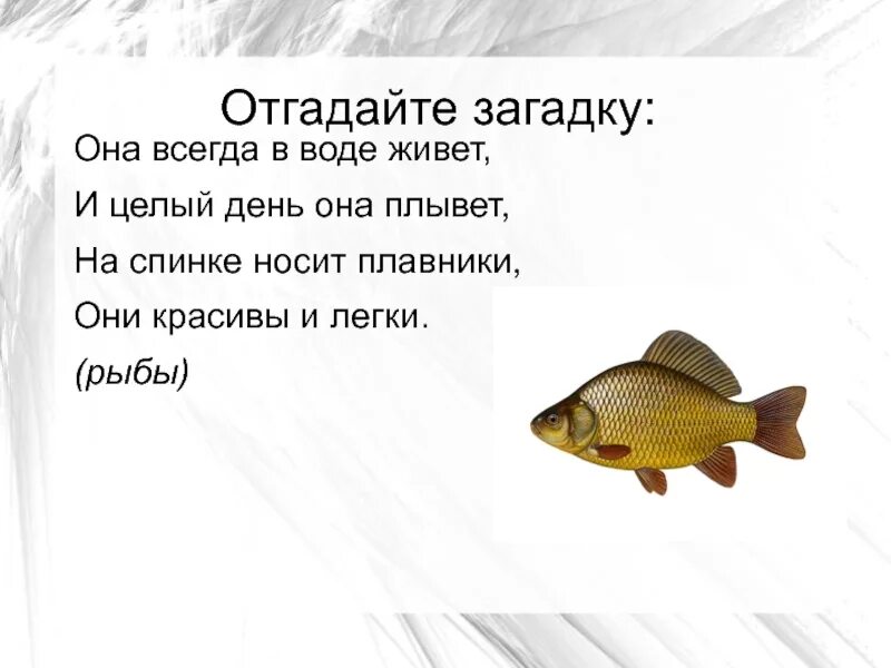 Кто такие рыбы 1 класс окружающий мир. Загадки лёгкие рыбы. Загадка она всегда в воде живет. Проект по окружающему миру кто такие рыбы. Загадка к слову рыба.