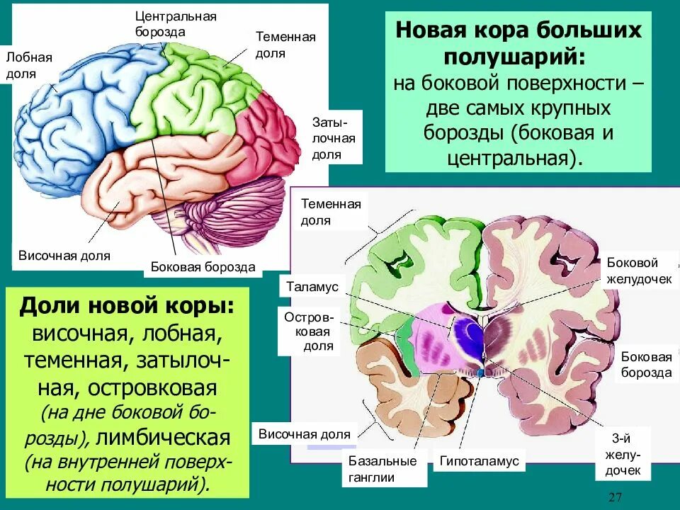 Строение древней коры головного мозга. Строение новой коры головного мозга. Структура и функции больших полушарий