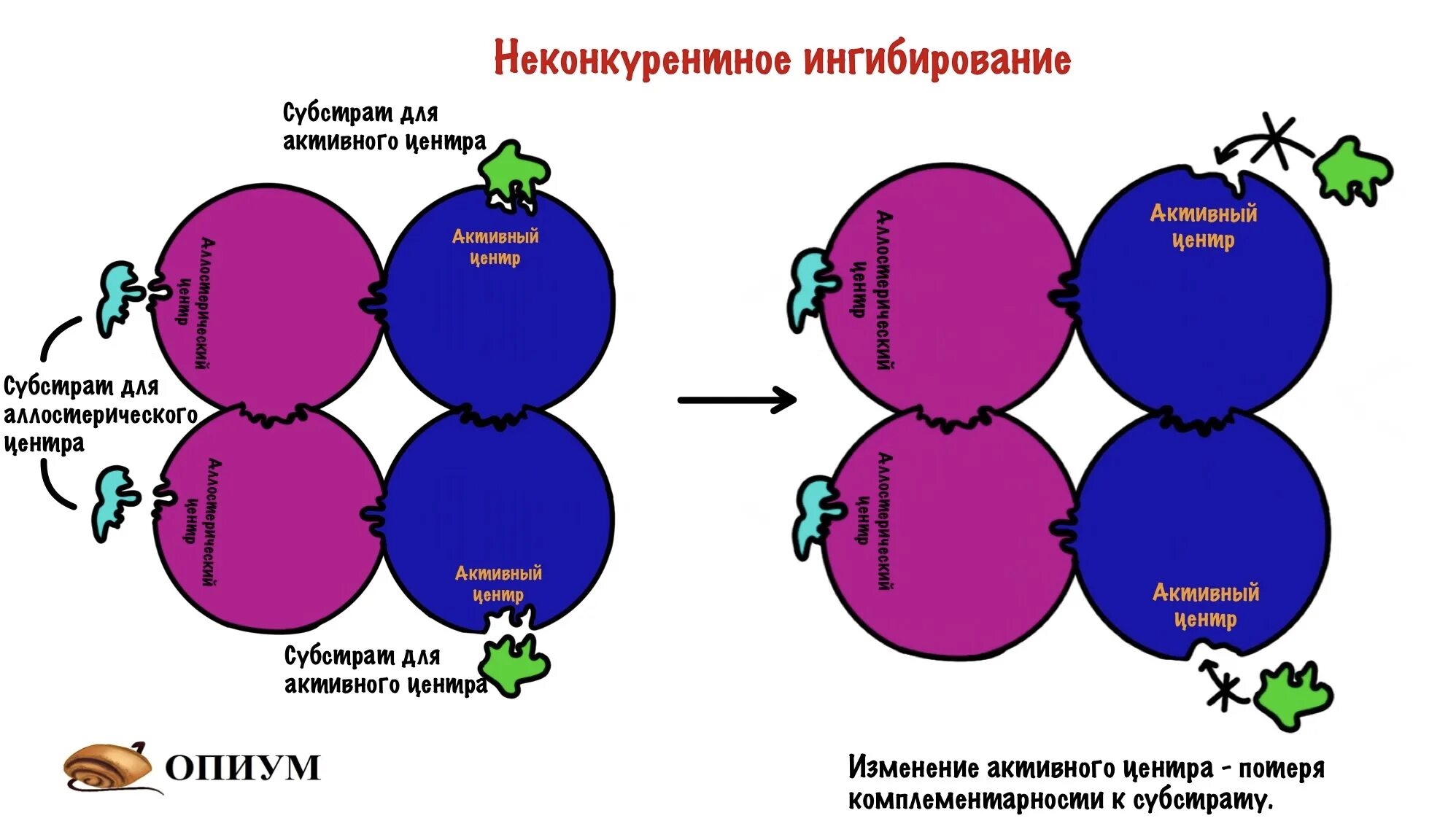 График конкурентного и неконкурентного ингибирования. Неконкурентное ингибирование схема. схема конкурентного ингибирования. неконкурентное ингибирование ферментов. бесконкурентное ингибирование примеры.