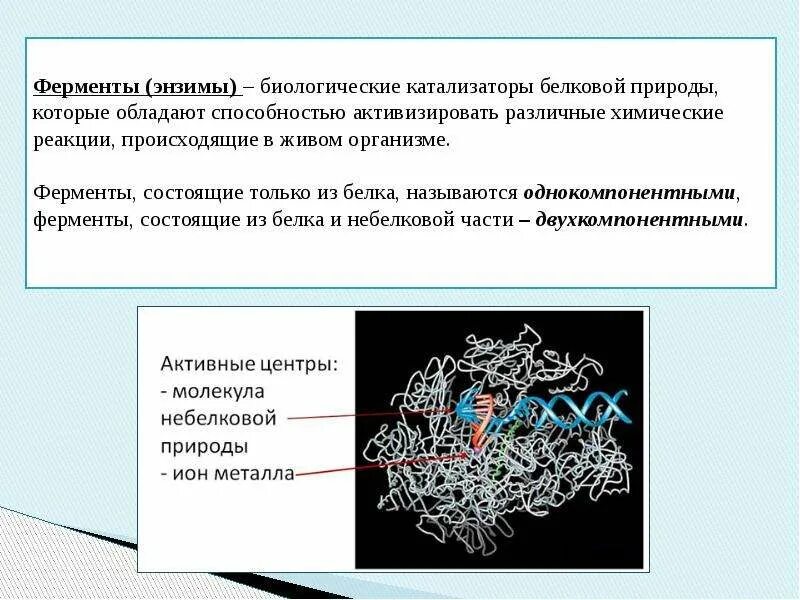 Ферменты биологические катализаторы. Ферменты это в биологии. Ферменты катализаторы белковой природы. Ферменты процесс.