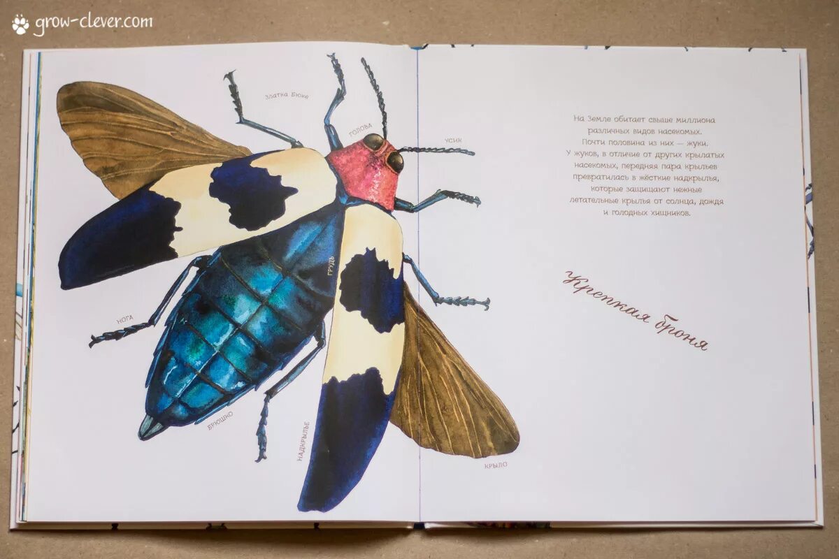 Carlos bug. Printable bug puppets. Двухвостка жук самка. Mom insects. Insects worksheets.