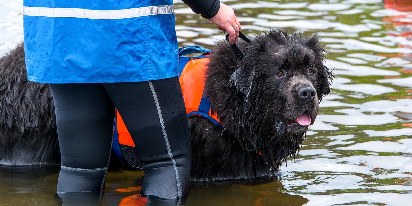 Сенбернар собака спасатель в горах. Сенбернар белый. Порода спасатель. Собаки спасатели породы ньюфаундленд. Сенбернар собака спасатель.