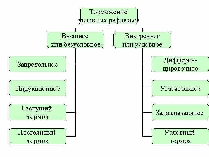 Внутреннее и внешнее торможение условных рефлексов. Торможение условных рефлексов.
