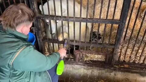 Директор зоопарка рассказал сколько рублей в день