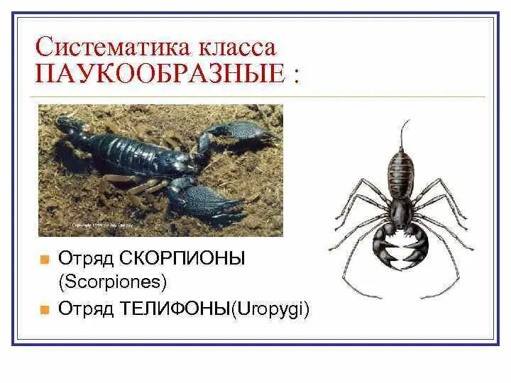 Класс паукообразные отряд Скорпионы. Систематика скорпиона. Класс паукообразные систематика. Систематика отряда Скорпионы.