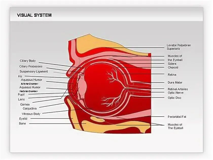 Visual system