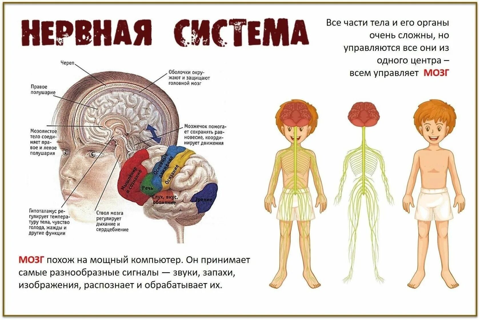 Тело управляет человеком. Нервная система человека для детей. Органы человека для детей. Строение тела для детей. Строение человека для дошкольников.