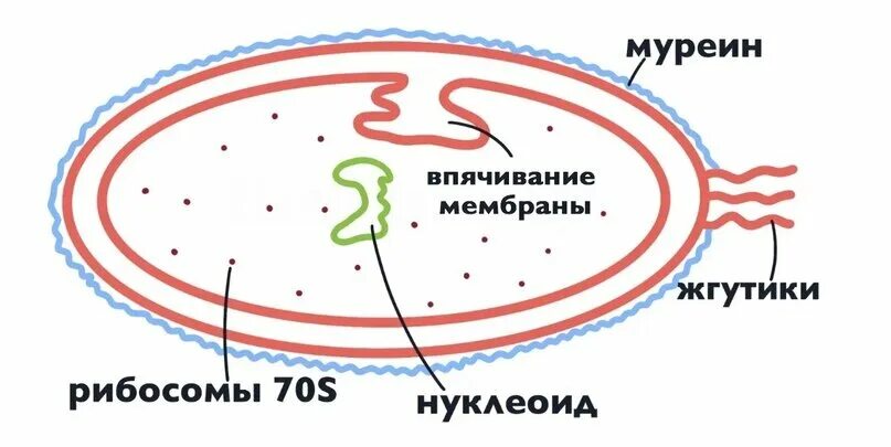 Прокариоты клеточной мембраны. Мембрана прокариот. Впячивания мембраны у бактерий. Строение бактериальной мембраны. Строение бактерий впячивание мембраны.