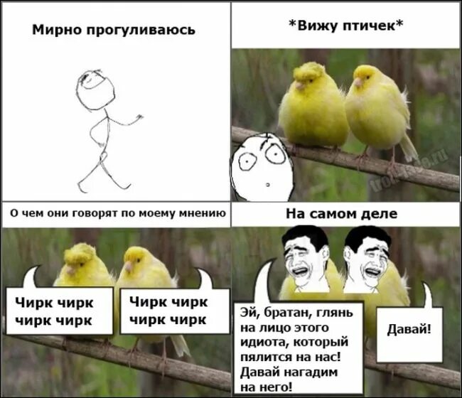 Шутки про птиц. Лемтыбож колдун. Птица рух сказка. Птицы поют мем. Птица пофигица.