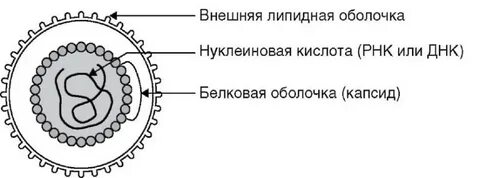 Из чего состоит оболочка вируса