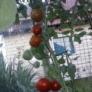 Томат кумир характеристика и отзывы сорт