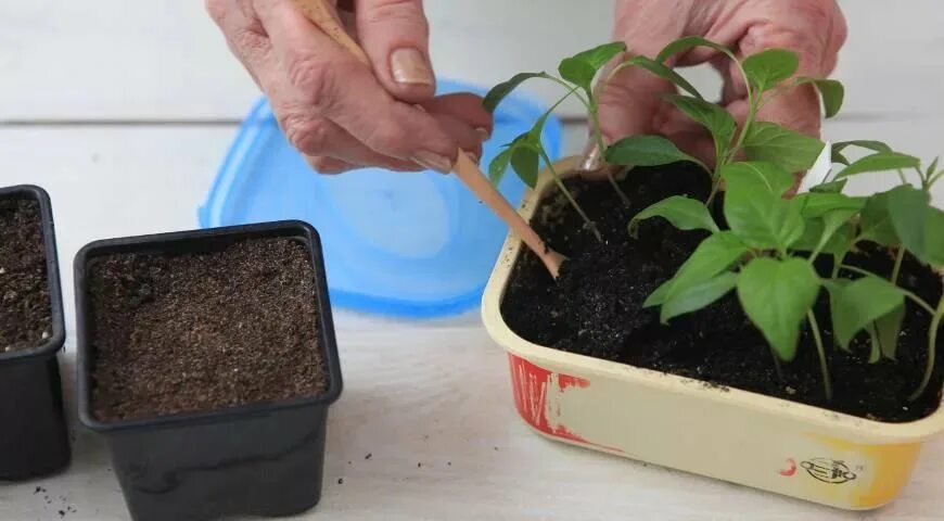 В какой день можно пересаживать перец. Пикирование рассады перца. Пикировка перца на рассаду. Во что пикировать рассаду перца. Пикировка томатов.