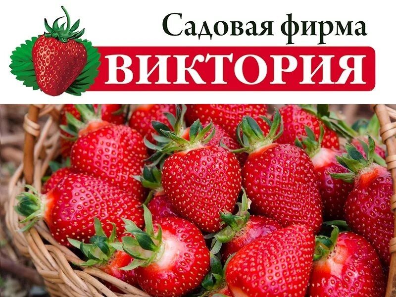 Каталог сад виктории. Каталог сад виктории. Каталог сад виктории. Клубника в магазине. Каталог сад виктории.